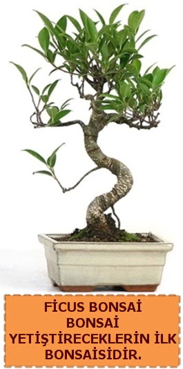 Ficus bonsai 15 ile 25 cm arasndadr  anakkale internetten iek siparii 