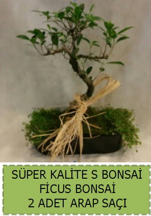 Ficus S Bonsai ve arap saçı  Çanakkale online çiçek gönderme sipariş 
