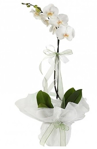 Tekli Beyaz Orkide  anakkale 14 ubat sevgililer gn iek 