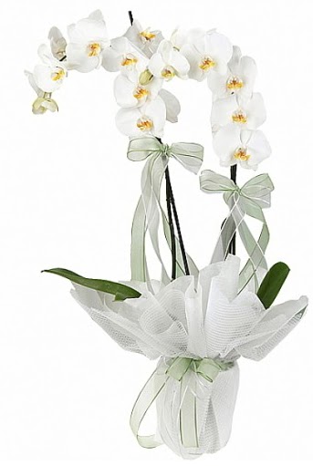 ift Dall Beyaz Orkide  anakkale iek gnderme sitemiz gvenlidir 