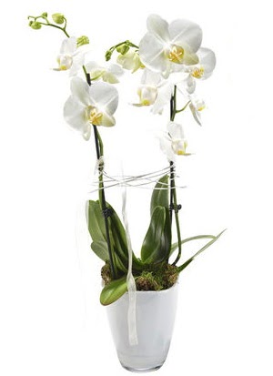 2 dall beyaz seramik beyaz orkide sakss  anakkale iekiler 