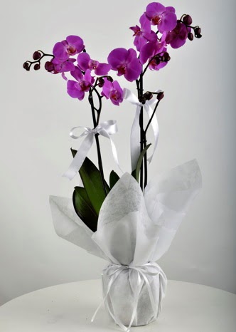 ift dall saksda mor orkide iei  anakkale kaliteli taze ve ucuz iekler 