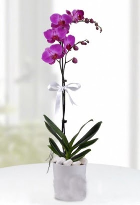 Tek dall saksda mor orkide iei  anakkale iek servisi , ieki adresleri 