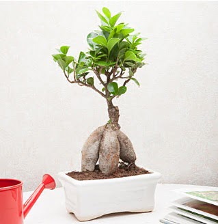 Exotic Ficus Bonsai ginseng  anakkale ieki telefonlar 