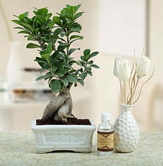 Ginseng ficus bonsai  anakkale iek servisi , ieki adresleri 