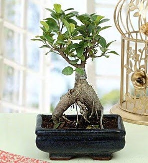 Appealing Ficus Ginseng Bonsai  anakkale iek gnderme sitemiz gvenlidir 