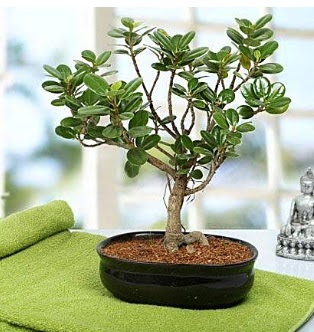 Lovely Ficus Iceland Bonsai  anakkale iek gnderme sitemiz gvenlidir 
