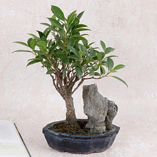 Japon aac Evergreen Ficus Bonsai  anakkale iekiler 
