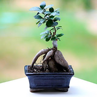 Marvellous Ficus Microcarpa ginseng bonsai  anakkale kaliteli taze ve ucuz iekler 