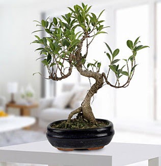 Gorgeous Ficus S shaped japon bonsai  anakkale hediye iek yolla 