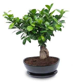 Ginseng bonsai aac zel ithal rn  anakkale iek online iek siparii 