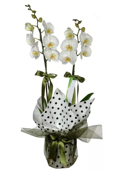 ift Dall Beyaz Orkide  anakkale nternetten iek siparii 