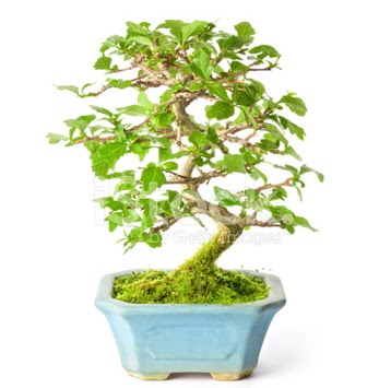 S zerkova bonsai ksa sreliine  anakkale internetten iek sat 