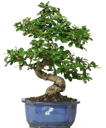 21 ile 25 cm arası özel S bonsai japon ağacı  Çanakkale online çiçek gönderme sipariş 