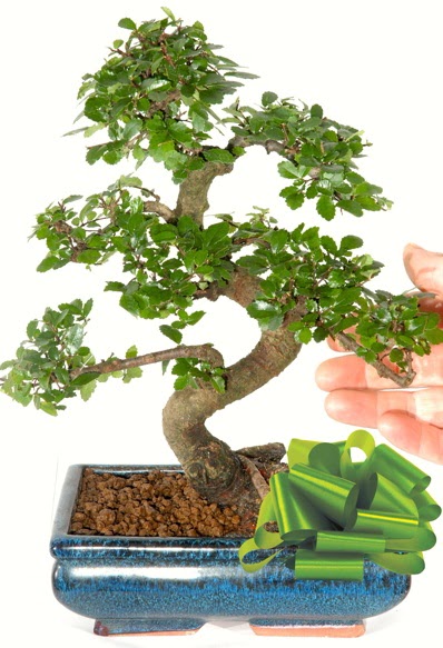 Yaklak 25 cm boyutlarnda S bonsai  anakkale hediye sevgilime hediye iek 
