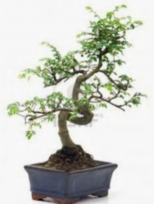 S gvde bonsai minyatr aa japon aac  anakkale cicek , cicekci 