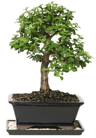 15 cm civar Zerkova bonsai bitkisi  anakkale hediye sevgilime hediye iek 