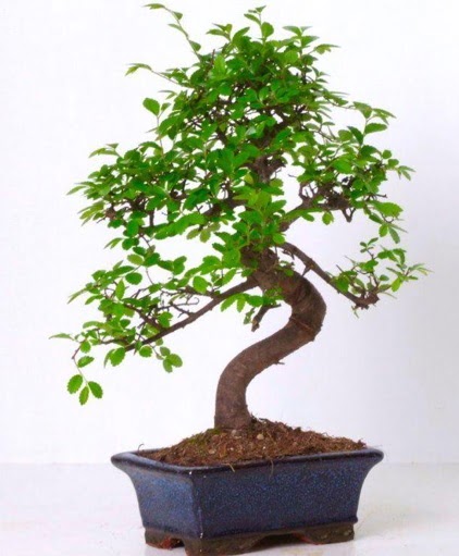 S gvdeli bonsai minyatr aa japon aac  anakkale iekiler 