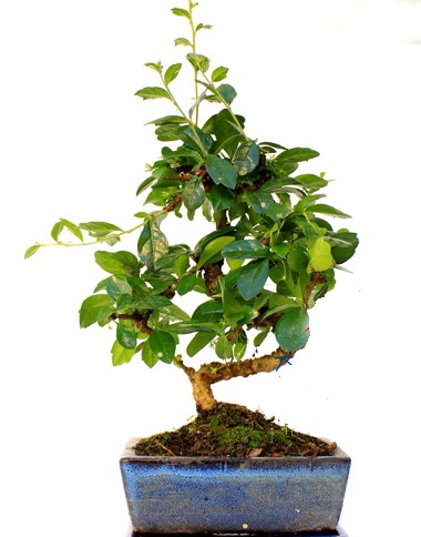 S gvdeli carmina bonsai aac  anakkale internetten iek siparii  Minyatr aa
