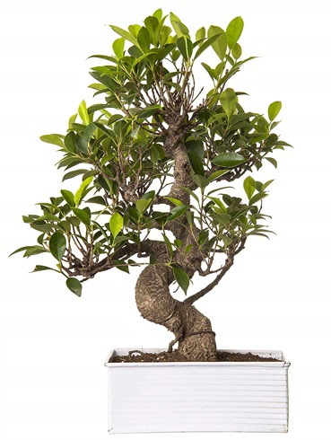 Exotic Green S Gvde 6 Year Ficus Bonsai  anakkale iekiler 