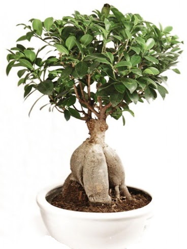 Ginseng bonsai japon aac ficus ginseng  anakkale internetten iek sat 