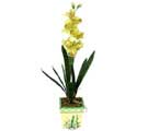 Özel Yapay Orkide Sari  Çanakkale çiçek siparişi sitesi 