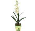 Özel Yapay Orkide Beyaz   Çanakkale çiçekçi mağazası 
