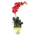 Yapay Phalonepsis Pembe   Çanakkale ucuz çiçek gönder 