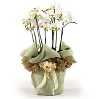  Çanakkale hediye sevgilime hediye çiçek  3 dal orkide , saksi çiçegi , 3 kök orkide