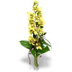  Çanakkale internetten çiçek satışı  cam vazo içerisinde tek dal canli orkide