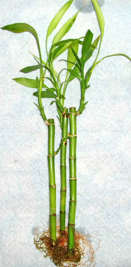 Lucky Bamboo 3 adet vazo hediye edilir   anakkale yurtii ve yurtd iek siparii 