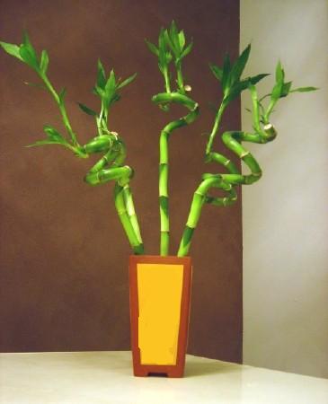 Lucky Bamboo 5 adet vazo ierisinde  anakkale iek online iek siparii 
