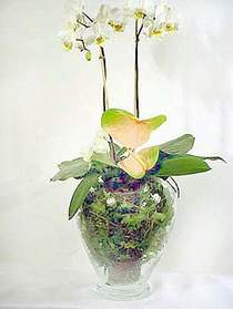  Çanakkale cicek , cicekci  Cam yada mika vazoda özel orkideler