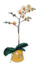  Çanakkale güvenli kaliteli hızlı çiçek  Phalaenopsis Orkide ithal kalite
