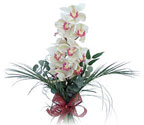  Çanakkale hediye sevgilime hediye çiçek  Dal orkide ithal iyi kalite