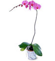  Çanakkale online çiçekçi , çiçek siparişi  Orkide ithal kaliteli orkide 