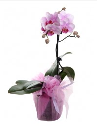 1 dal pembe orkide saksı çiçeği  Çanakkale çiçek , çiçekçi , çiçekçilik 