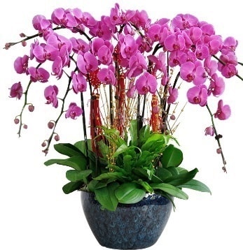 9 dallı mor orkide  Çanakkale İnternetten çiçek siparişi 