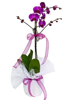 Tek dallı mor orkide  Çanakkale online çiçek gönderme sipariş 