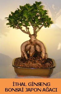 thal japon aac ginseng bonsai sat  anakkale internetten iek sat 