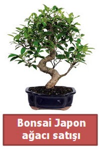 Japon aac bonsai sat  anakkale hediye sevgilime hediye iek 