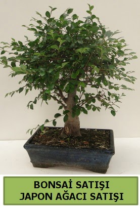 Minyatr bonsai japon aac sat  anakkale iekiler 
