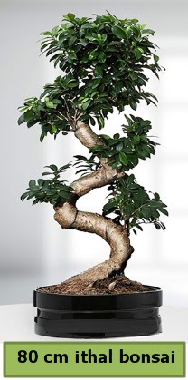 80 cm özel saksıda bonsai bitkisi  Çanakkale online çiçek gönderme sipariş 