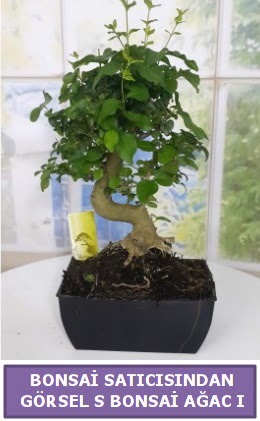 S dal erilii bonsai japon aac  anakkale cicek , cicekci 
