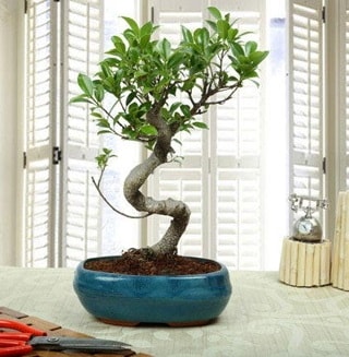 Amazing Bonsai Ficus S thal  anakkale iek maazas , ieki adresleri 