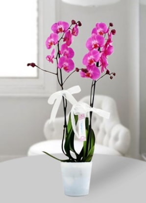 Çift dallı mor orkide  Çanakkale çiçek servisi , çiçekçi adresleri 