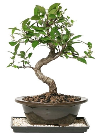 Altın kalite Ficus S bonsai  Çanakkale online çiçek gönderme sipariş  Süper Kalite